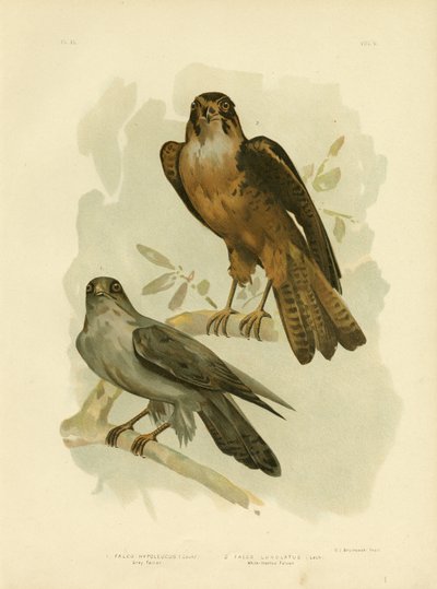 Grauer Falke, 1891 von Gracius Broinowski